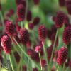 Sanguisorba Officinalis